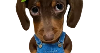 lexane pet sitter à SOIGNOLLES EN BRIE 77111