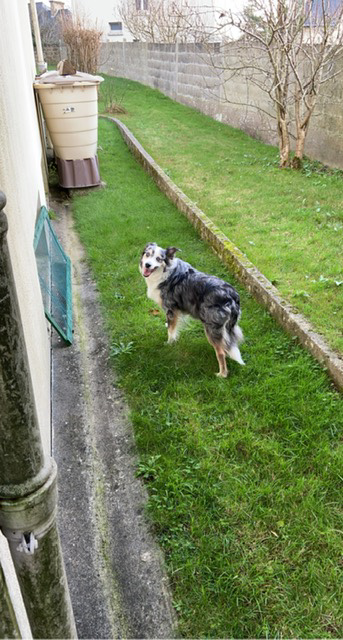 Helen pet sitter à Draveil 91210_6