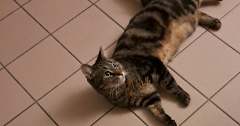 emma pet sitter à LYON 05 69005_2