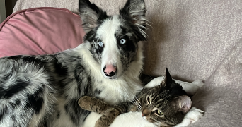 andrea pet sitter à REIMS 51100_0