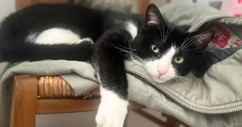 perrine pet sitter à DIJON 21000_2