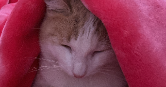 soukaina pet sitter à NANTES 44000_2