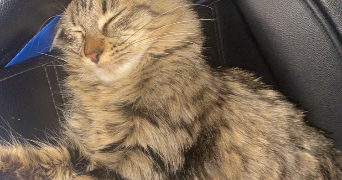 chahine pet sitter à VILLEURBANNE 69100_0