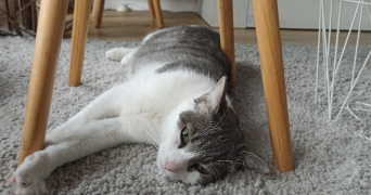 anne pet sitter à BONDY 93140_1