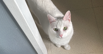 yness pet sitter à BONSECOURS 76240_3