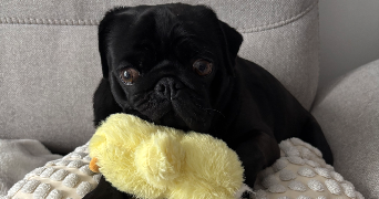 mélanie pet sitter à LINAS 91310_0