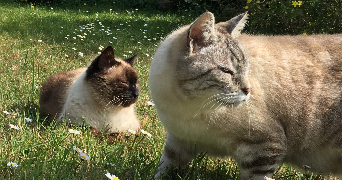 Romy pet sitter à TOULOUSE 31200_2