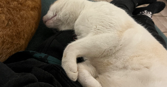 emma pet sitter à LORMONT 33310_3