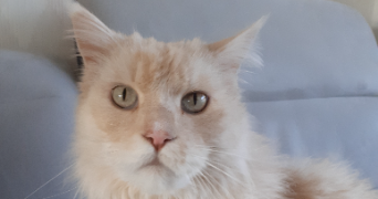 isabelle pet sitter à BOULOGNE SUR MER 62200_2