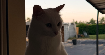 zoé pet sitter à ST JEAN SUR VEYLE 01290_1