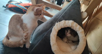 charlotte pet sitter à TARBES 65000_3