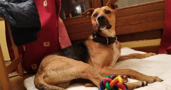 miranda pet sitter à GETIGNE 44190_7