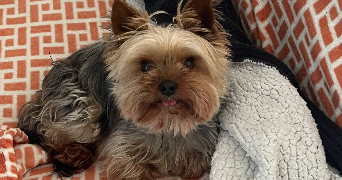 coline pet sitter à BLOIS 41000_3