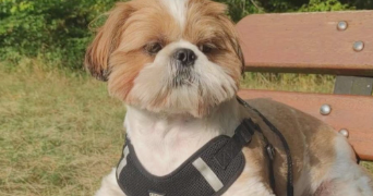 deborah pet sitter à MOIVRONS 54760_4