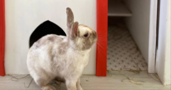 noyale pet sitter à BAYONNE 64100_8