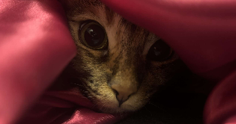 maeva  pet sitter à CABRIES 13480_4
