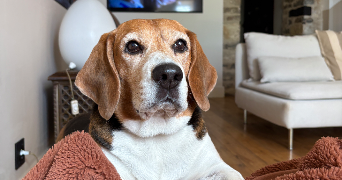 carla pet sitter à DIJON 21000_1