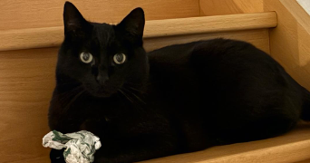 clarisse pet sitter à MESNIL RAOUL 76520_3