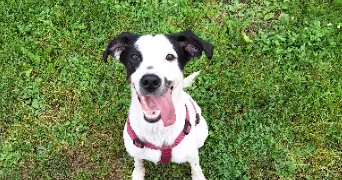 charlotte pet sitter à PETIVILLE 76330