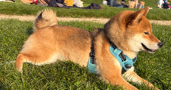 emmy dog sitter à ISSY LES MOULINEAUX 92130_7