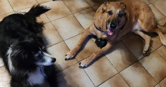 ilona pet sitter à LE BOURGNEUF LA FORET 53410_4