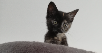 angélique pet sitter à LA MONTAGNE 44620_0