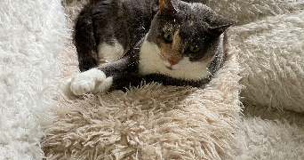 silvia pet sitter à ST REMY LES CHEVREUSE 78470_1