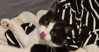 prescillia pet sitter à LALEVADE D ARDECHE 07380_4