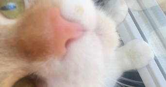 emeline pet sitter à NEUILLY SUR SEINE 92200_6