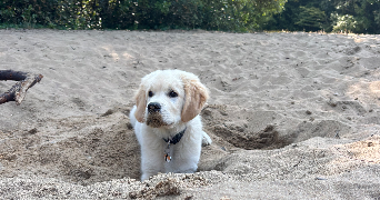 alice pet sitter à ST NAZAIRE 44600_0