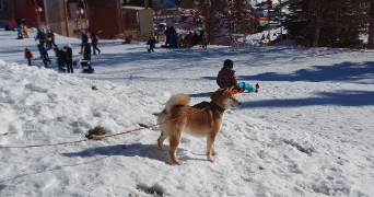 raphaël pet sitter à SALON DE PROVENCE 13300_0