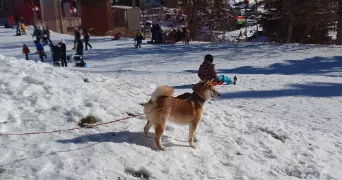 raphaël pet sitter à SALON DE PROVENCE 13300