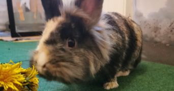 marine pet sitter à HABSHEIM 68440_3