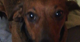 lola pet sitter à PARIS 20 75020_3