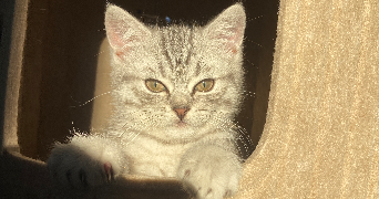 jaudeau pet sitter à ARDILLIERES 17290_1