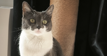 delphine pet sitter à CHATEAULIN 29150_1