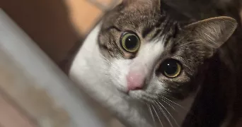 oceane pet sitter à BRIGNOLES 83170