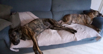 justine pet sitter à MAINCY 77950_3
