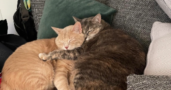 margot pet sitter à PARIS 13 75013_1