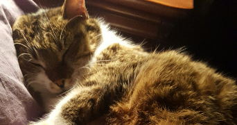 lucie pet sitter à NANTERRE 92000_2