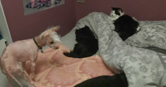 severine pet sitter à CLASVILLE 76450_1