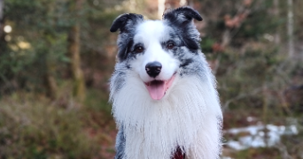 sandra pet sitter à SAULXURES SUR MOSELOTTE 88290_1