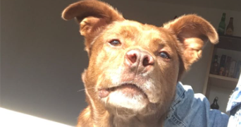 camille pet sitter à ALLINGES 74200_1