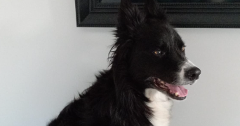 aurelie pet sitter à MONTPELLIER 34000_12