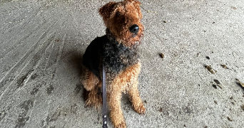 leyla pet sitter à SARRALBE 57430_7