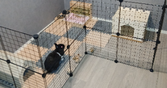 lilith pet sitter à CHERBOURG EN COTENTIN 50110_0