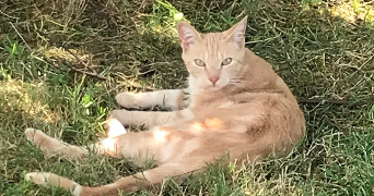 sandrine pet sitter à ST HILAIRE DE LUSIGNAN 47450_1