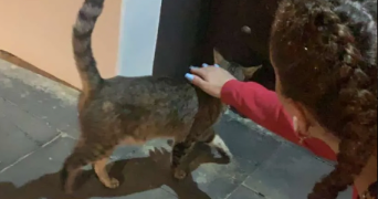 lisa pet sitter à NOISY LE GRAND 93160_3