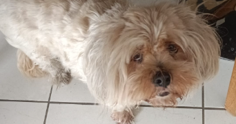 caroline pet sitter à BORDEAUX 33100_3