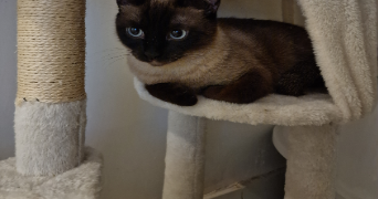marwa pet sitter à LA CIOTAT 13600_7